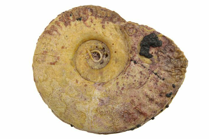 Jurassic Ammonite (Hildoceras?) Fossil - Morocco #289676